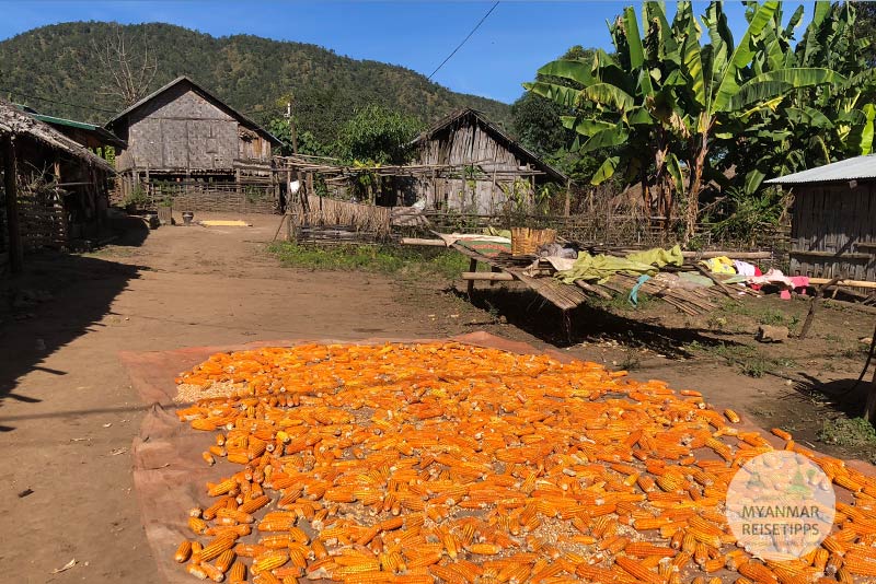 Myanmar Reisetipps | Loikaw | Trocknen von Mais im Lisu-Dorf I-San