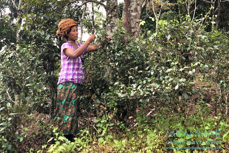 Myanmar Reisetipps | Pinlaung | Pa-O-Frau pflückt Teeblätter