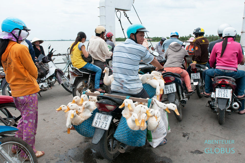 Vietnam, Mekong-Delta, Vinh Long, Vietnamesen transportieren schon mal zahlreiche Enten mit dem Motorbike, wie hier per Fähre über den Co-Cien-Fluss