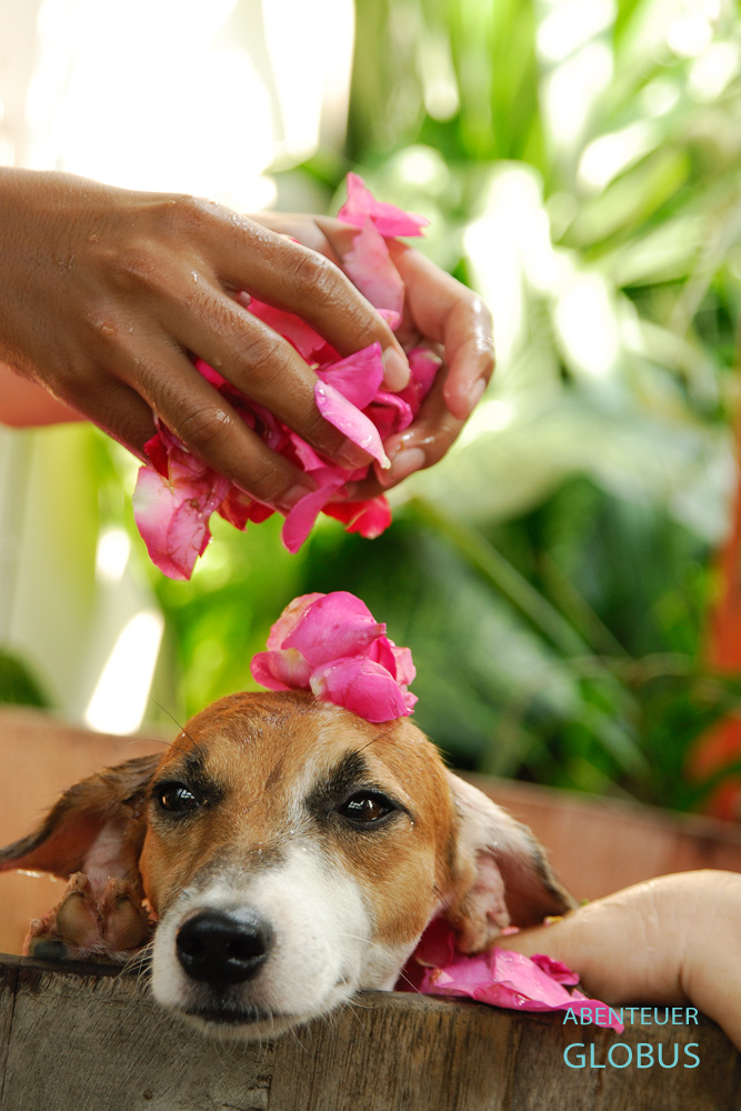 Rosenblütenblätter gehören zum Hundebad im Indo Thai Dog Spa, einem Hundehotel mit Wellnessbereich in Bangkok in Thailand.
