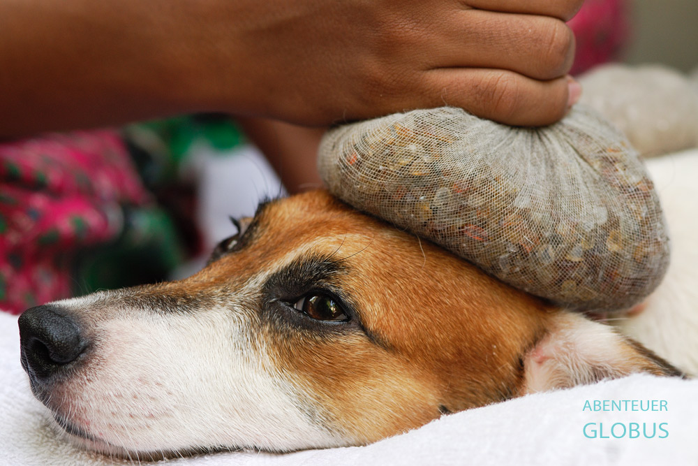 Angewärmte Kräuterstempel besitzen eine heilende Wirkung für Hunde. Die Wellnessanwendung gibt es im Bangkoker Indo Thai Dog Spa.