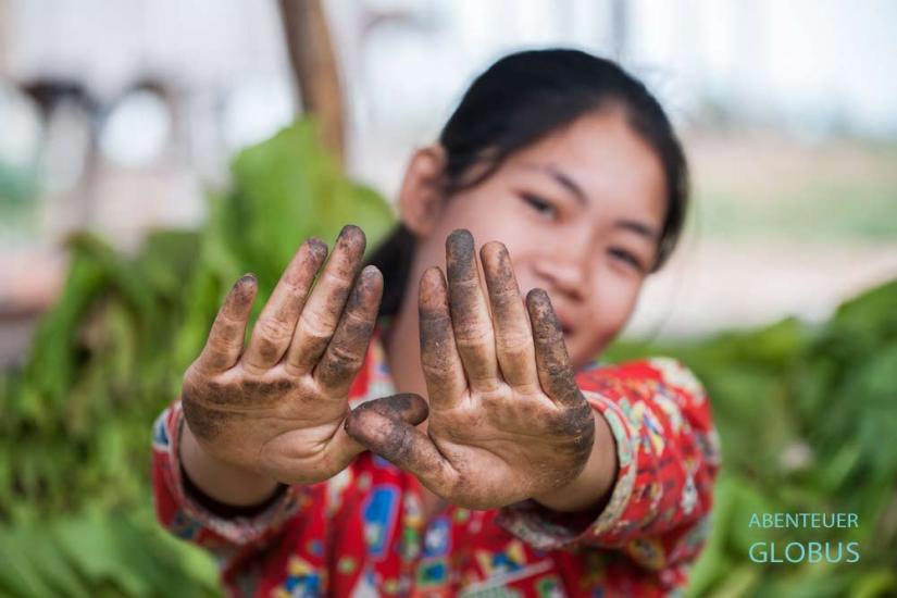 Insel Koh Trong bei Kratie: So sehen die Hände einer Frau aus, die Tabakblätter zum Trocknen auffädelt.
