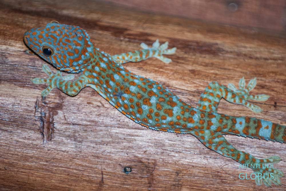 Tipps und Ausflüge von Champasak: Nationalpark und Naturschutzgebiet Xe Pian, Feuchtgebiet Beung Kiat Ngong, Tokay Gecko in der Unterkunft Kingfisher Ecolodge