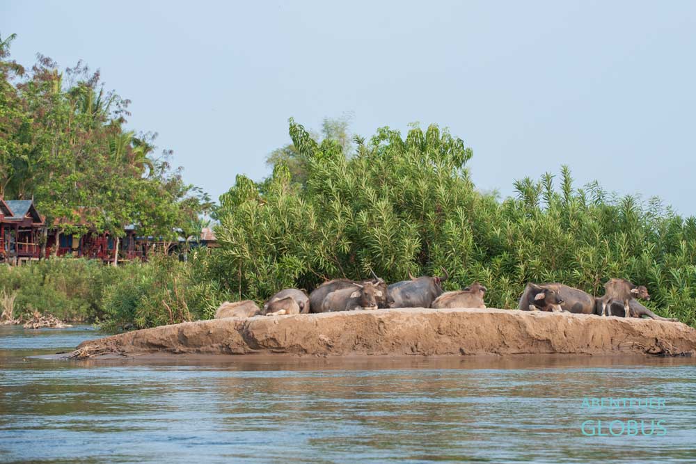 Tipps und Ausflüge für Si Phan Don (4000 Inseln): Wasserbüffel auf einer Sandbank im Mekong.