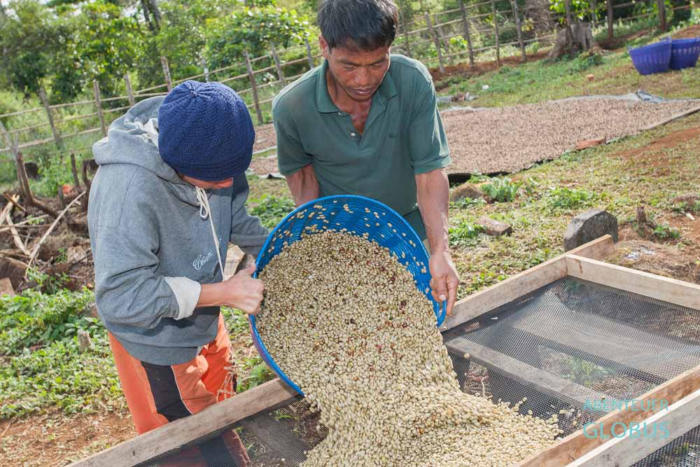 Paksong und das Bolaven-Plateau: Kaffeebohnen werden auf Gestellen zur Trocknung ausgebreitet.