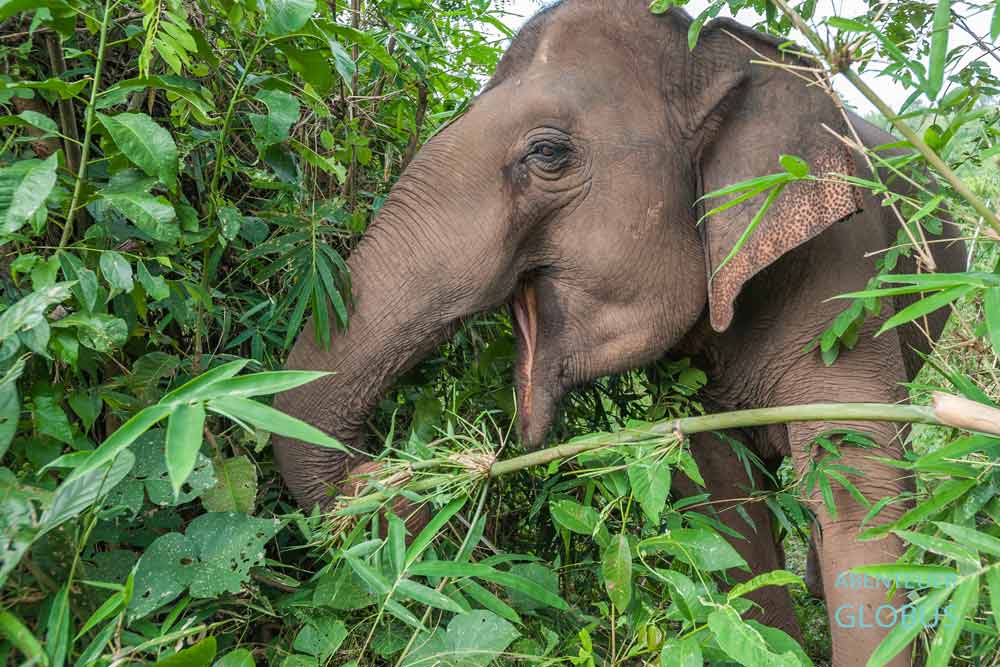 Elefant bewegt sich frei im Gelände vom Phuket Elephant Sanctuary auf der Insel Phuket.