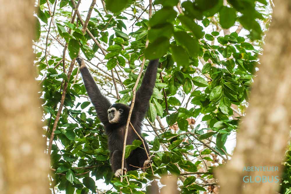 Einer der Gibbons im Gibbon Rehabilitation Project